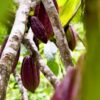 Permintaan Tinggi, Pemkab Mahulu Terus Kembangkan Tanaman Kakao